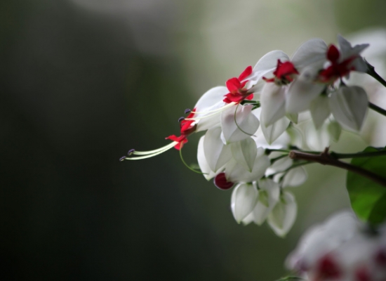 龙吐珠不开花处理方法