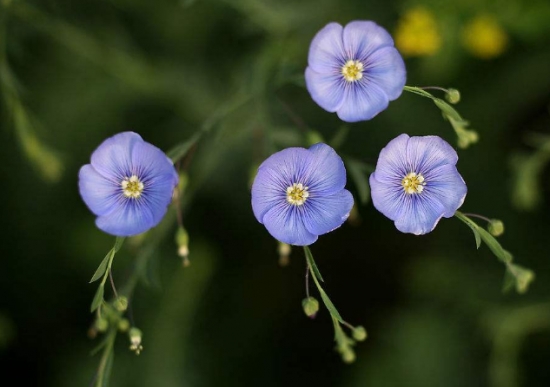 亚麻花