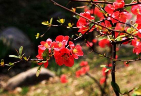 海棠花的种类有哪些，史上最全海棠花品种大全