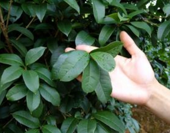 四季桂多久浇一次水？不同季节浇水次数不同