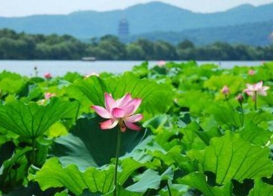 2018西湖荷花什么时候开花，7—9月是赏荷花最佳时节