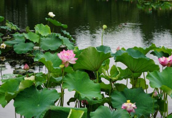 2018西湖荷花什么时候开花，7—9月是赏荷花最佳时节