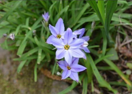 风雨兰一年开几次花，掌握诀窍一年可开花四次以上