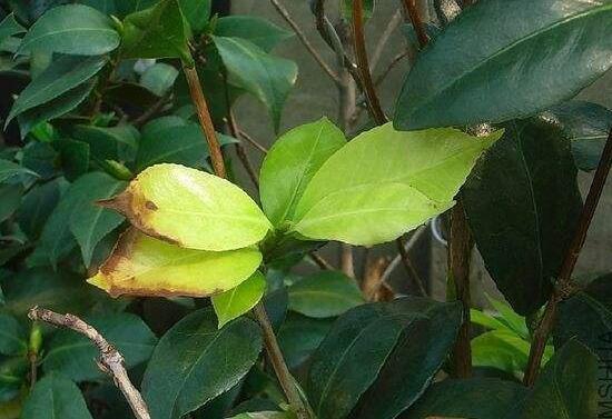 茶花用什么肥料好，催芽肥和磷钾肥料最适宜