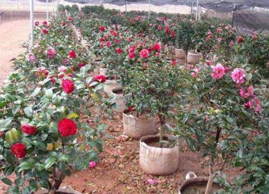 茶花用什么肥料好，催芽肥和磷钾肥料最适宜