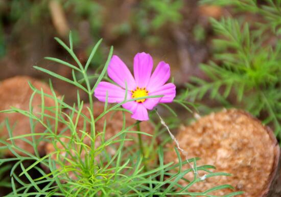 格桑花什么时候播种，格桑花播种到开花多久