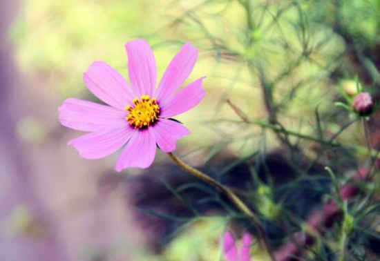 格桑花什么时候播种，格桑花播种到开花多久