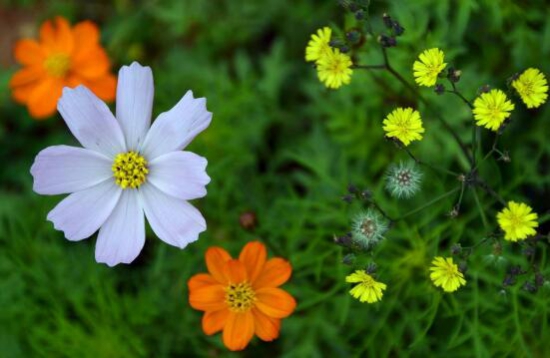 格桑花怎么摘心，格桑花摘心方法