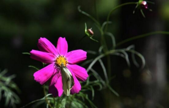 格桑花怎么摘心，格桑花摘心方法