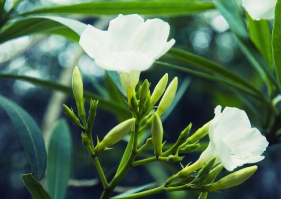 栀子花多久浇一次水，栀子花怎么浇水