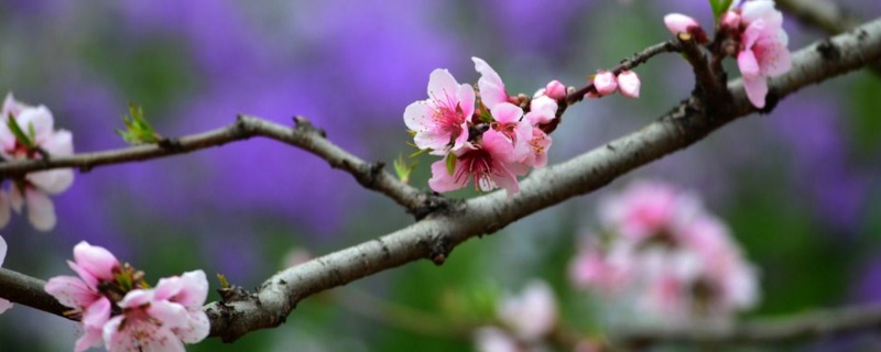 樱花花季是什么时候