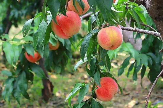 桃小食心虫打什么药