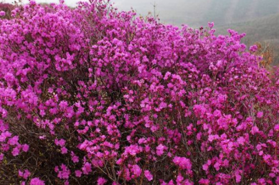 映山红十月为什么还会开花