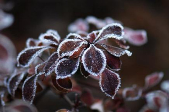 霜降了是不是把花从院中搬到屋里呢?