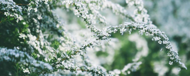 冬天泡水里能开花的干枝