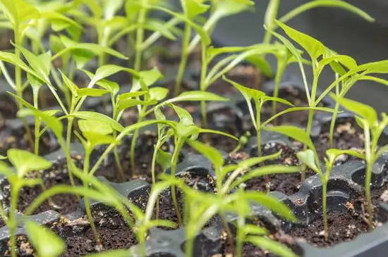 七彩椒的种植方法和时间