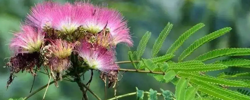 绒仙花又叫什么花