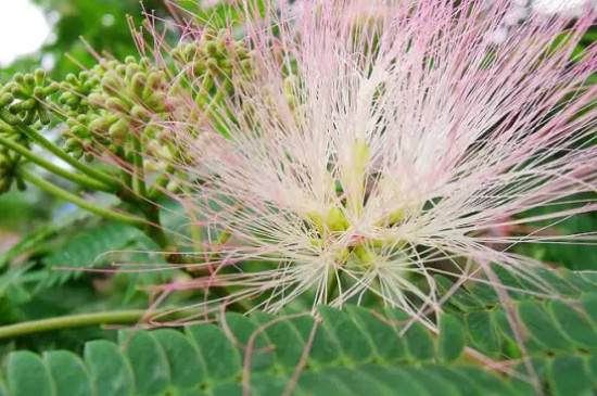 绒仙花又叫什么花