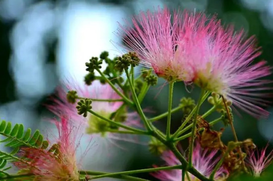 绒仙花又叫什么花