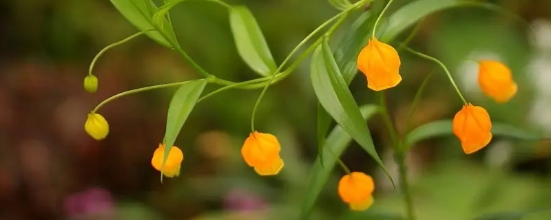 灯台花枝的花语