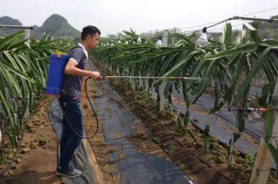 怎么种植火龙果