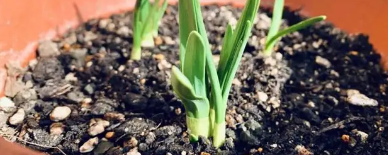 如何养好水仙花