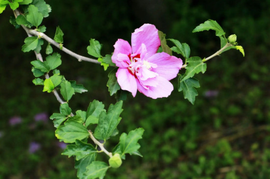 木槿花又叫扶桑花吗