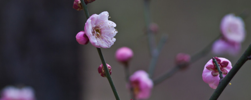 梅兰竹菊的寓意和象征