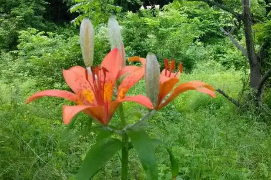 百合花苞不开花怎么办