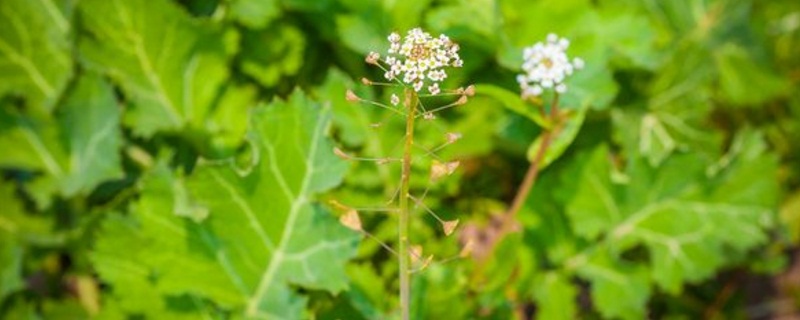 荠菜长在什么地方