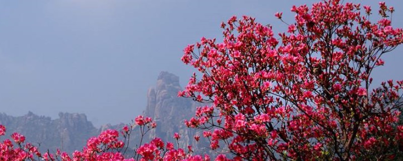 大珠山杜鹃花几月开