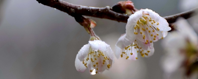 樱花 桃花 杏花区别