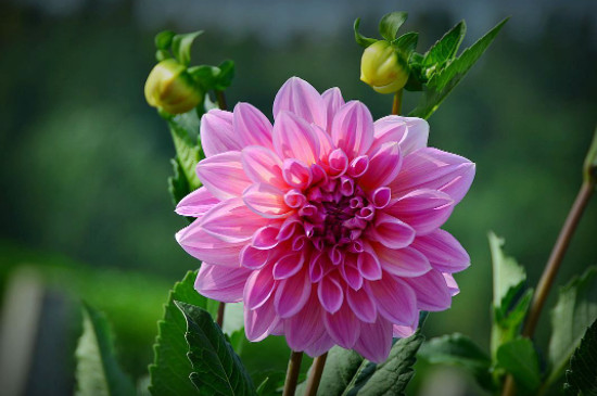 地瓜花怎么种植发芽快