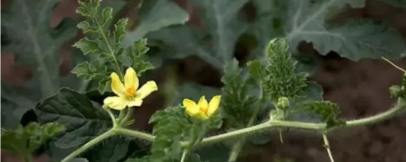 西瓜是单子叶植物还是双子叶植物