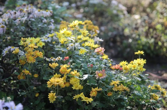 菊花什么季节开花