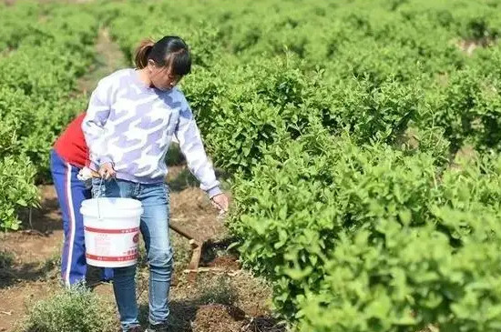 金银花花粉为了什么会变色