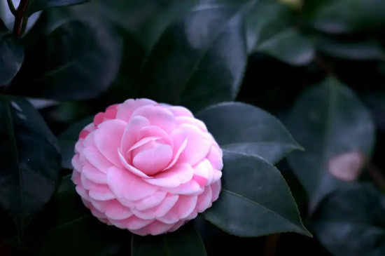 什么是双子叶植物什么是单子叶植物