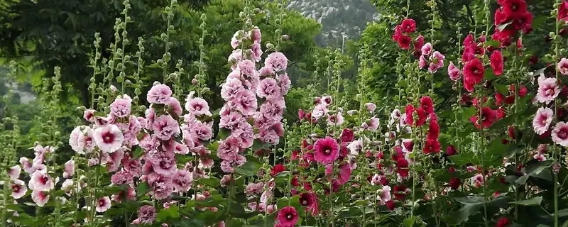 什么是双子叶植物什么是单子叶植物