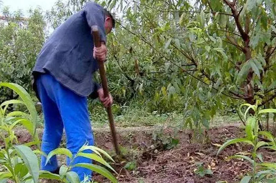 黄桃树苗种植几年才能结果