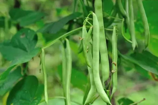 四季豆的种植方法和管理技术