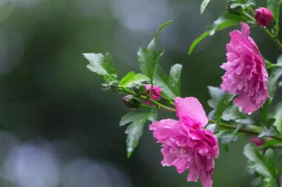 木槿花又叫扶桑花吗