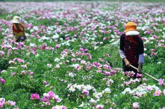 芍药是什么花