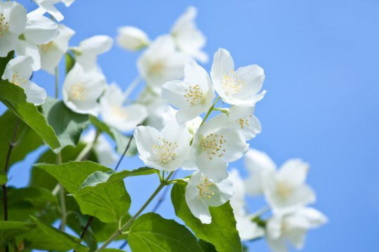 茉莉花的寓意