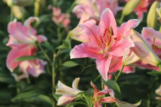 香水百合花的花语