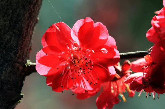 梅花品种介绍