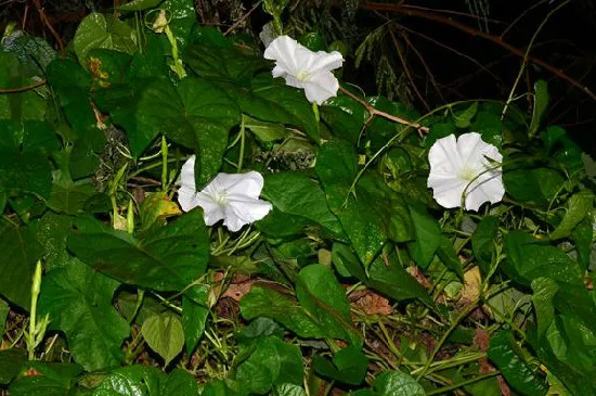 月光花的特点