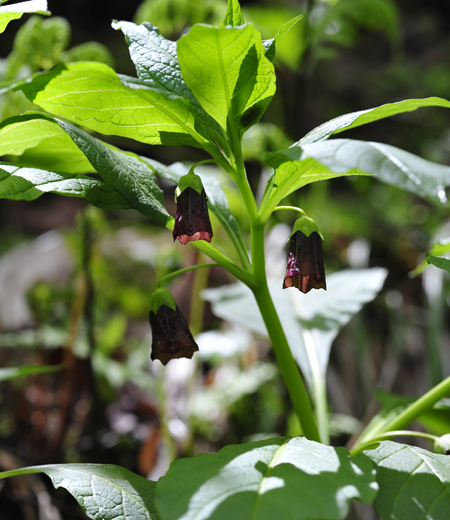 东茛菪