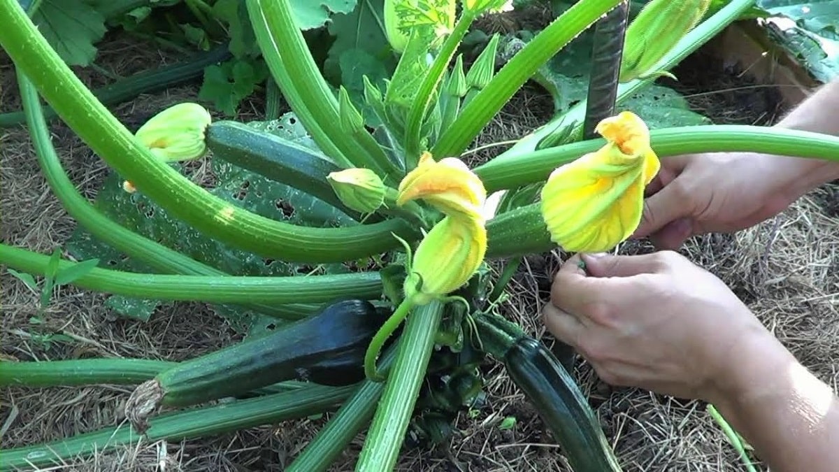 西葫芦什么时候种